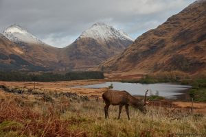 7191 Deer, Glencoe, Scotland