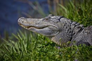 7215 Alligator, Anahuac NWR, Texas