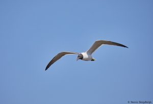 7216 Laughing Gull, Bolivar Peninsula, Texas