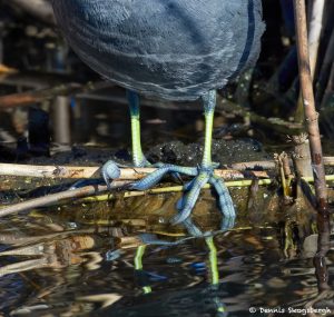 7218 American Coot, Lobed-toes, Anahuac NWR, Texas