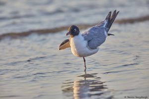 7219 Laughing Gull (Leucophaeus atricilla), Sunrise, Bolivar Peninsula, Texas