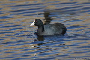 7222 American Coot (Fulicia americana), Anahuac NWR, Texas