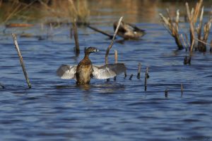 7223 Pied-billed Grebe (Podilymbus podiceps), Anahuac NWR, Texas