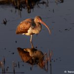 7227 Juvenile White Ibis (Eudocimus albus), Sunset, Anahuac NWR, Texas