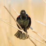 7229 Red-winged Blackbird (Agelaius phoeniceus), Anahuac NWR, Texas