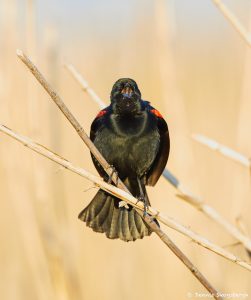 7229 Red-winged Blackbird (Agelaius phoeniceus), Anahuac NWR, Texas