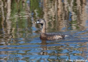 7231 Pied-billed Grebe (Podilymbus podiceps), Anahuac NWR, Texas