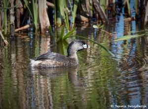 7233 Pied-billed Grebe (Podilymbus podiceps), Anahuac NWR, Texas