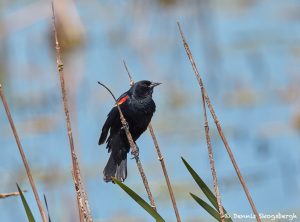 7235 Red-winged Blackbird (Agelaius phoeniceus), Anahuac NWR, Texas