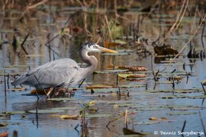 7237 Great Blue Heron (Ardea herodius), Anahuac NWR, Texas