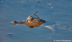 7238 Juvenile Alligator, Anahuac NWR, Texas