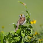 7275 Dickcissel (Spiza americana), Hagerman NWR, Texas