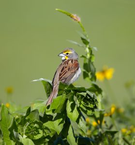 7275 Dickcissel (Spiza americana), Hagerman NWR, Texas