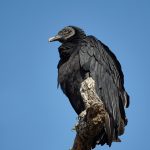 7276 Black Vulture, Hagerman NWR, Texas