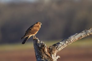 7281 Northern Harrier, Hagerman NWR, Texas