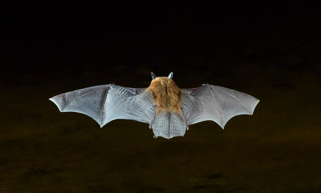 7282 Myotis Bat, Southern Arizona Dennis Skogsbergh PhotographyDennis Skogsbergh Photography