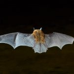 7282 Myotis Bat, Southern Arizona