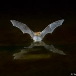 7283 Myotis Bat, Southern Arizona