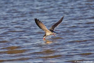 7287 Black Skimmer (Rynchops niger), Skimming, Galveston Island, TX