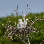 7293 Great Egret Chicks (Ardea alba), Smith Oaks Rookery, High Island, Texas