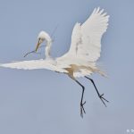7294 Great Egret (Ardea alba), Smith Oaks Rookery, High Island, Texas
