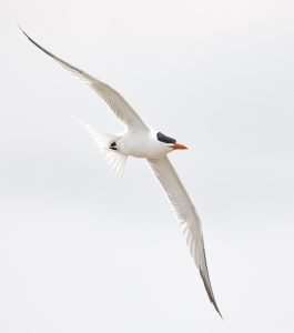 7297 Royal Tern (Thalasseus maximus), Bolivar Peninsula, Texas