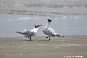 7298 Royal Tern (Thalasseus maximus), Bolivar Peninsula, Texas