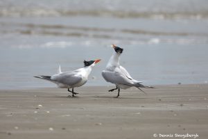 7298 Royal Tern (Thalasseus maximus), Bolivar Peninsula, Texas