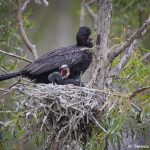 7299 Neotropic Cormorant with Chicks (Phalacrocorax brasilianus), Smith Oaks Rookery, High Island, Texas