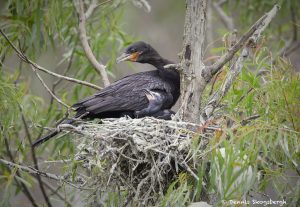 otropic Cormorant with Chicks (Phalacrocorax brasilianus), Smith Oaks Rookery, High Island, Texas