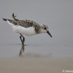 7302 Sanderling (Calidris alba), Bolivar Peninsula, Texas