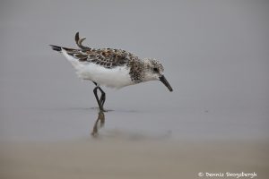 7302 Sanderling (Calidris alba), Bolivar Peninsula, Texas