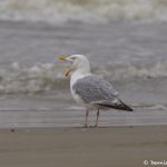 7304 Herring Gull (Larus argentatus), Bolivar Peninsula, Texas