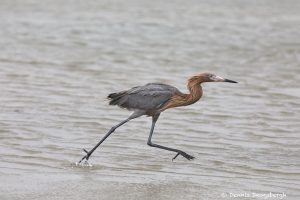 7304 Reddish Egret (Egretta rufescens), San Luis Pass, Galveston Island, Texas