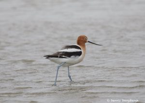 7308 Male Breeding American Avocet (Recurvirostra americana), San Luis Pass, Galveston Island, Texas