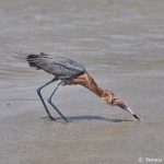 7311 Reddish Egret (Egretta refuscens), San Luis Pass, Galveston Island, Texas