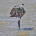 7314 Reddish Egret (Egretta refuscens), San Luis Pass, Galveston Island, Texas