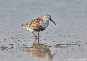 7315 Breeding Male Dunlin (Calidris alpina), San Luis Pass, Galveston Island, Texas