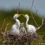 7319 Great Egret Chicks (Ardea alba). Smith Oaks Rookery, High Island, Texas