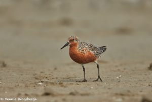 7324 Adult Breeding Red Knot (Calidris canutus), East Beach, Galveston, Texas