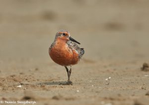 7325 Adult Breeding Red Knot (Calidris canutus), East Beach, Galveston, Texas