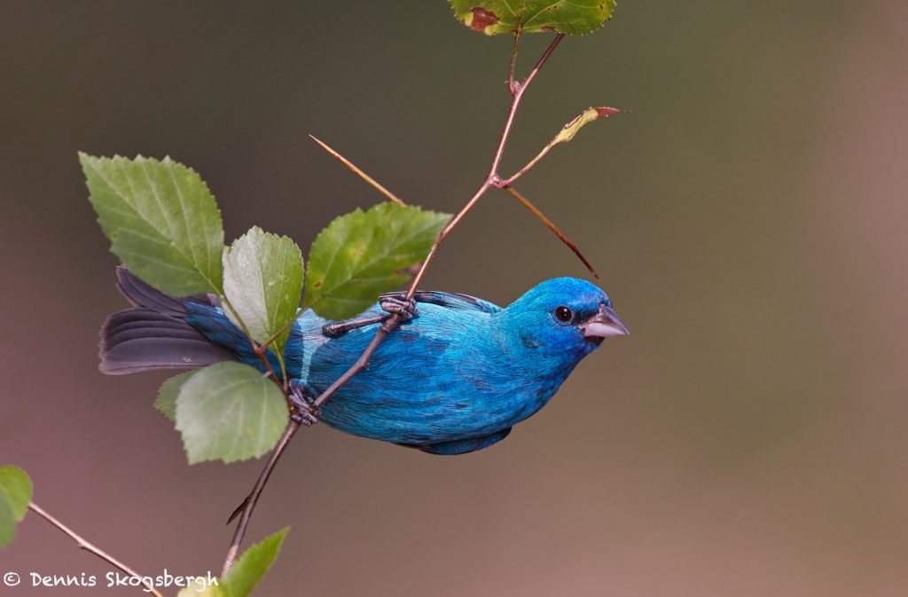 7326 Indigo Bunting (Passerina cyanea), Galveston Island, Texas Dennis Skogsbergh