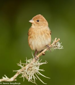 7328 Female Indigo Bunting (Passerina cyanea), Galveston Island, Texas