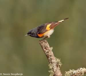 7330 Male Breediing American Redstart (Setophage ruticilla), Galveston Island, Texas