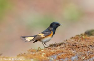 7332 Male Breediing American Redstart (Setophage ruticilla), Galveston Island, Texas