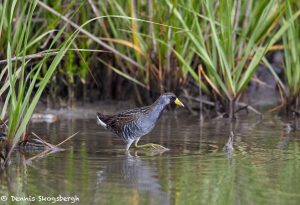 7334 Sora (Porzana carolina), Bolivar Peninsula, Texas