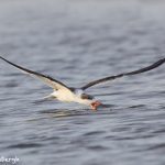 7336 Black Skimmer (Rynchops niger), San Luis Pass, Galveston, Texas