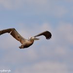 7340 Brown Pelican (Pelicanus occidentalis), East Beach, Galveston, Texas