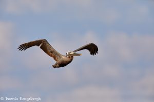 7340 Brown Pelican (Pelicanus occidentalis), East Beach, Galveston, Texas