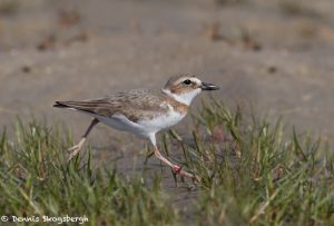 7341 Wilson's Plover (Charadrius wilsonia), East Beach, Galveston, Texas